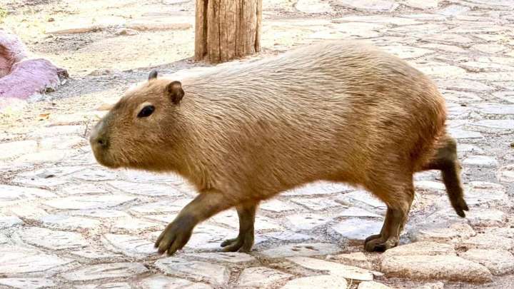 Llegan Capibaras al Bosque y Zoológico de Mexicali; Esto se Sabe