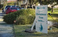 Here’s how to recycle your Christmas tree in Long Beach