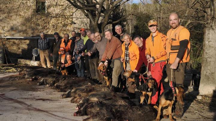 Encuesta: ¿Hay que reducir a la mitad la población de jabalíes de Catalunya?