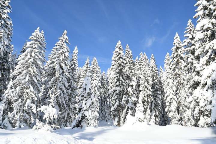 Tu árbol de navidad libre de plagas: Profepa refuerza inspecciones por temporada decembrina