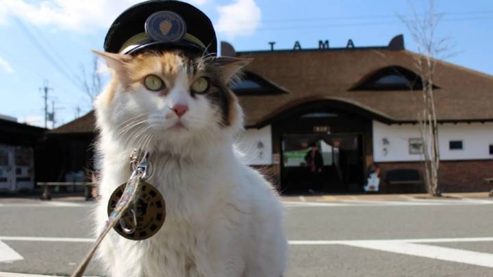 Japón despide con honores a Nitama, la famosa gata jefa de una estación de tren