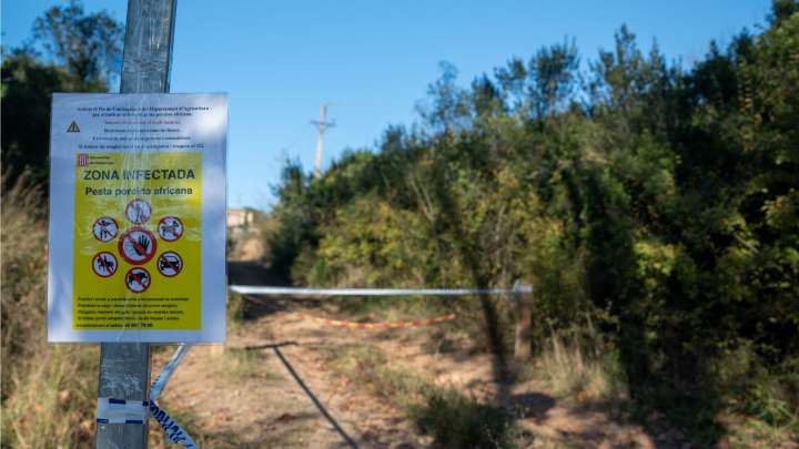 La UME se despliega este lunes en Collserola para contener el brote de peste porcina africana