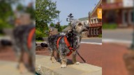 Senior Rescue Dog Becomes A Theatre Star After Virginia Couple Saves Him