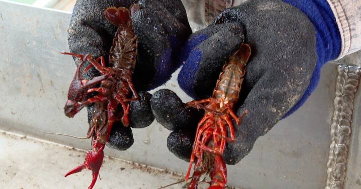 Early December brings the big question: When will crawfish season start?