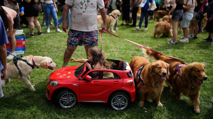 Record-breaking golden retriever gathering held in Argentina – NBC Bay Area