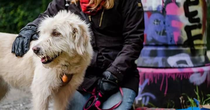 Dogs Trust to deliver homeless Glasgow pet owners gift parcels this Christmas