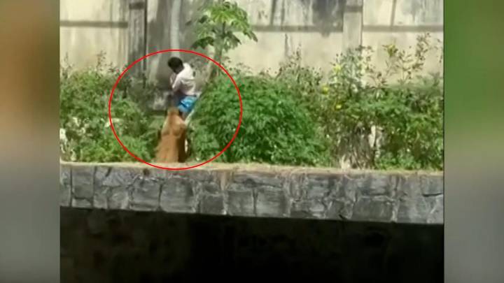 Un hombre muere al invadir el recinto de una leona en un zoológico en Brasil