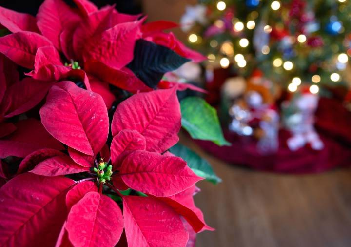 Cinco plantas con espíritu navideño para decorar tu casa en estas fiestas