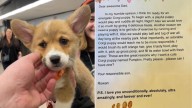 Washington Boy Writes Letter Asking For A Corgi Puppy, Then Gets The Most Unexpected Surprise