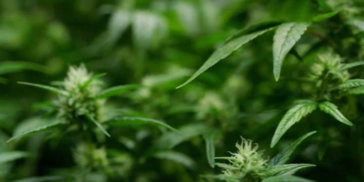 Police prepare for intoxicated drivers with cannabis cafes