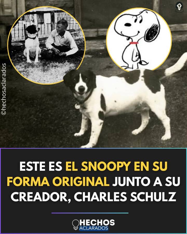 El famoso Snoopy - EXTRA | El Diario de Todos