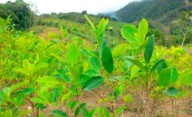 Unas 200 ONG critican a la OMS por mantener hoja de coca entre las sustancias peligrosas