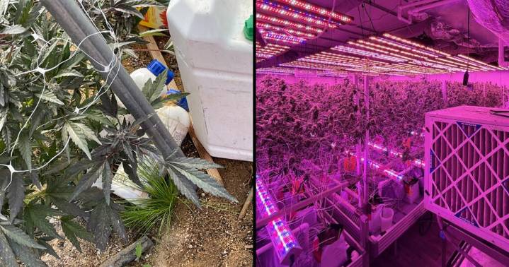 State seizes $57M in cannabis during operations in Bay Area, Los Angeles County