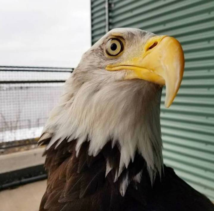 Duluth aquarium says goodbye to Bogey the bald eagle