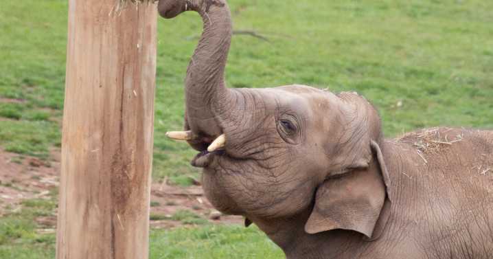 Young elephant shows off tiny tusks to zoo staff