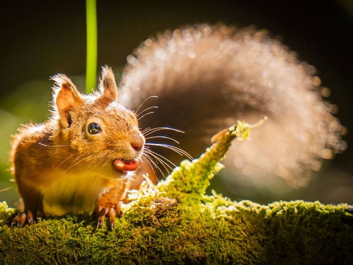 Red squirrel range increases 25% in Highlands following reintroduction project