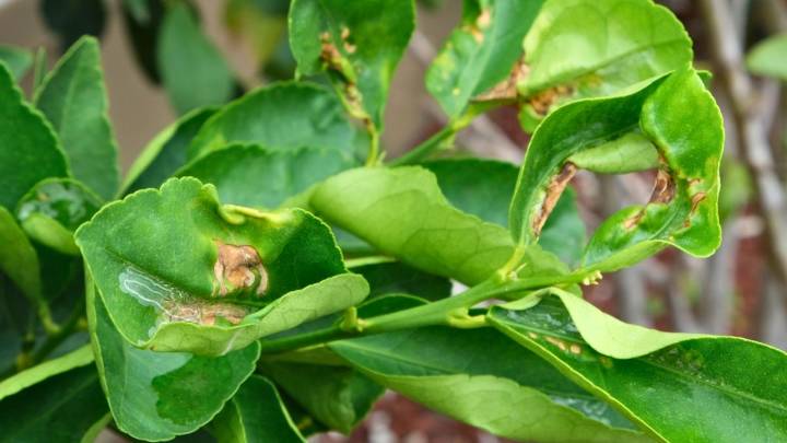 Por qué tu naranjo tiene las hojas arrugadas: qué significa y cómo solucionarlo