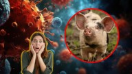 Influenza H3N2: ¿me puedo contagiar de esta enfermedad por comer carne de cerdo?