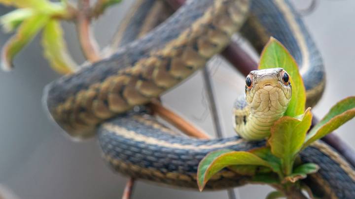 Why the Garter Snake Is Your Garden's Best Friend