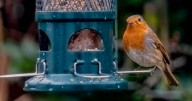 Birds will keep visiting garden if 1 item is placed outdoors in December
