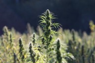 Hemp industry rescue bill: Oregon senators fight for 21+ THC regulations