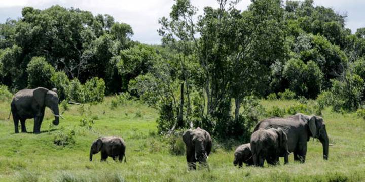 Europa abrirá en 2026 su primer santuario de elefantes: este es el país escogido para que vivan con libertad