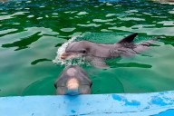 Los diez delfines del acuario de Mar del Plata fueron trasladados a Egipto