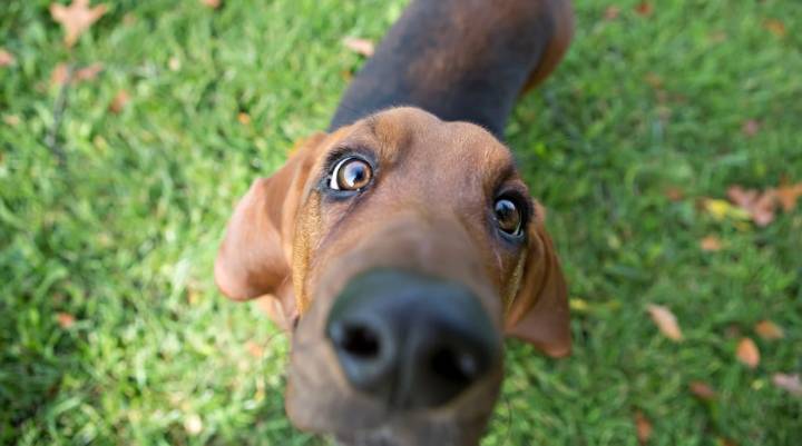 Qué significa que tu perro te olfatee cada vez que llegás a casa, segun expertos