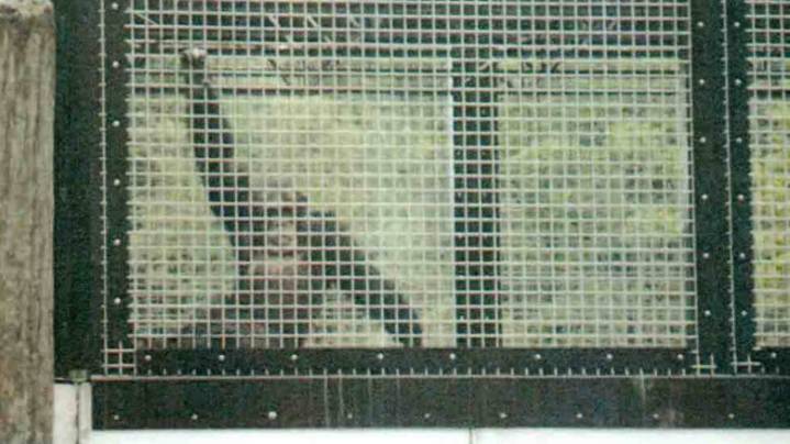 Mich. Supreme Court asked to consider chimps held at U.P. zoo as persons