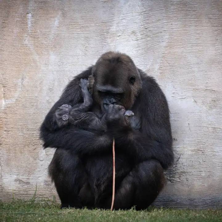 La NASA advierte: (casi) todas las imágenes de telescopios espaciales estarán contaminadas muy pronto