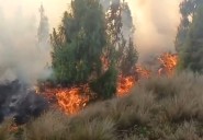 Lambayeque: incendio forestal en Magmapampa moviliza a comuneros y autoridades de Kañaris
