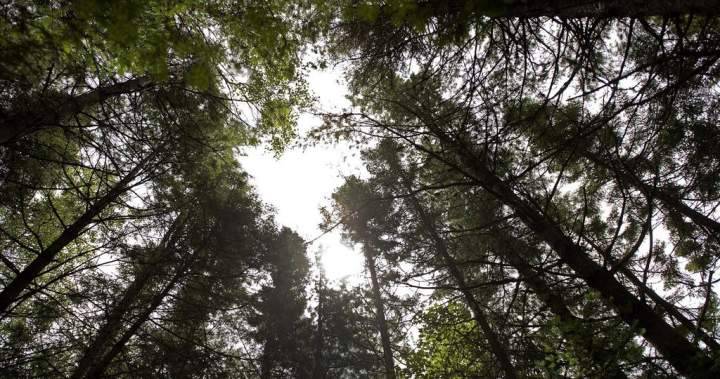 N.B. appeals court rules Wolastoqey Nation can’t fight Crown over private forest land