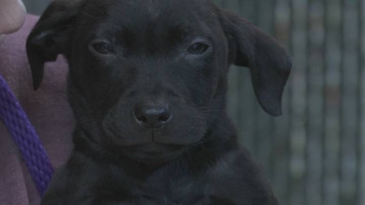 28 dogs found living in poor conditions at Windsor home, police say