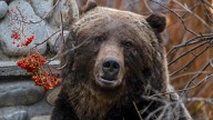 Meet 'The Boss,' Canada's Legendary 700-Pound, 28-Year-Old Grizzly Who Beat A Train