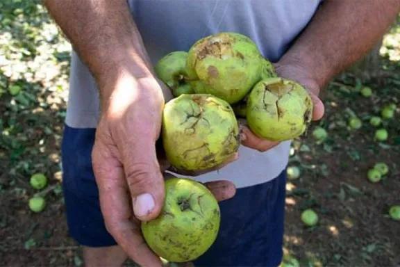Odarda cuestionó al oficialismo por frenar la Emergencia Frutícola tras la caída de granizo en el Alto Valle