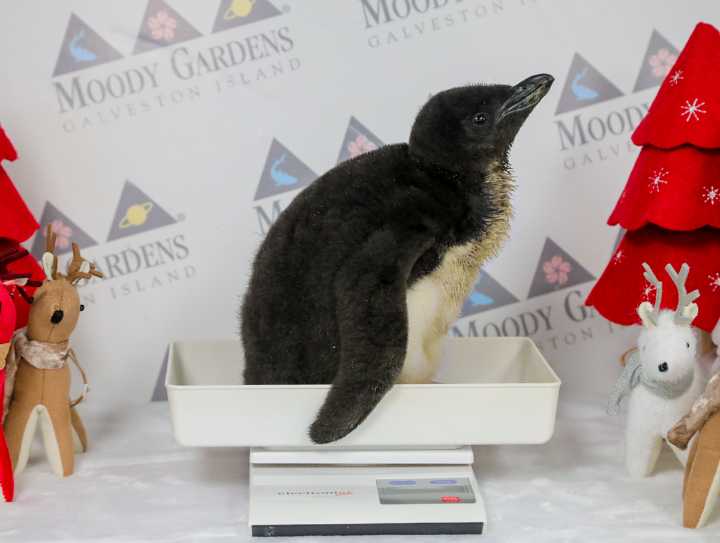 Moody Gardens Proudly Welcomes New Penguin Chick
