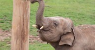 Young elephant shows off tiny tusks to zoo staff