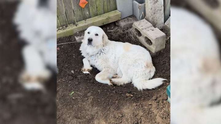 Oklahoma Family Stunned When Pregnant Rescue Dog Refuses Carefully Prepared Delivery Plan