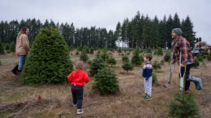 Looking for a live Christmas tree? Here's 15 sources…