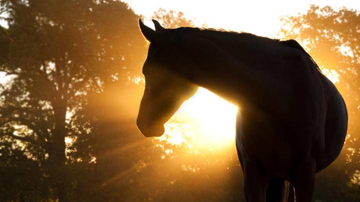 'Only humane path forward': Several horses euthanized at Gonzalez County horse rescue amid animal cruelty investigation