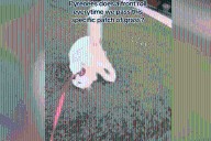 Great Pyrenees Does One Thing Every Walk in the Same Spot