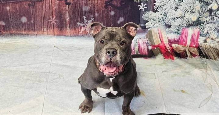 Keep your pets healthy this winter -