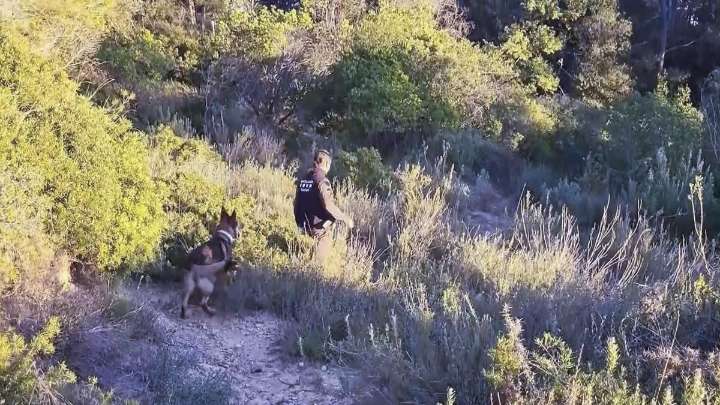 Se elevan a nueve los casos de jabalíes muertos por peste porcina africana en Barcelona