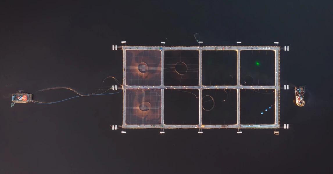 Develan que 80% de los antibióticos que usan las salmoneras termina en el mar, propiciando bacterias resistentes