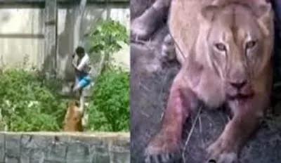 Muere atacado por una leona tras ingresar al recinto del animal en el zoológico de Brasil