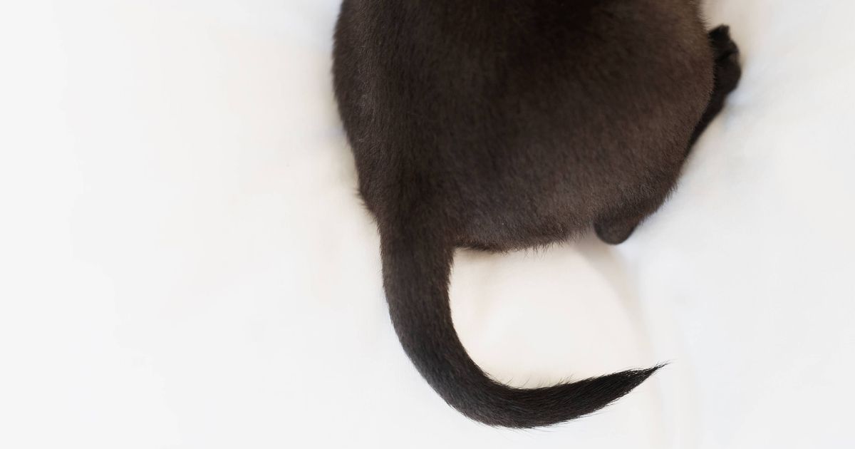 All dog owners issued warning ahead of December 25