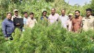 10.5 kg of ganja cultivated on farm land seized in Chamarajanagar village