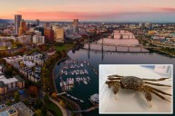 Invasive Chinese mitten crab worrying wildlife biologists after spotted in Oregon river