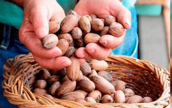 Bajó la producción de nuez este año