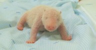 The first giant panda cub born in Indonesia squeals and squirms in park video